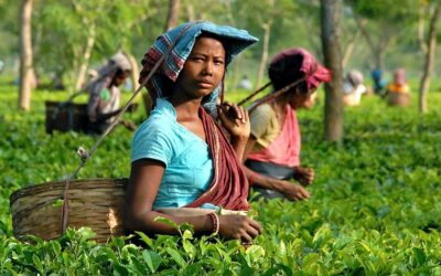 Starke Frauen, Starker Tee – eine Reise in den Nordosten Indiens