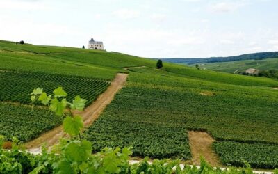 Champagne Experience